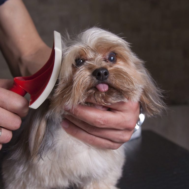 Wegberg Hundefriseur