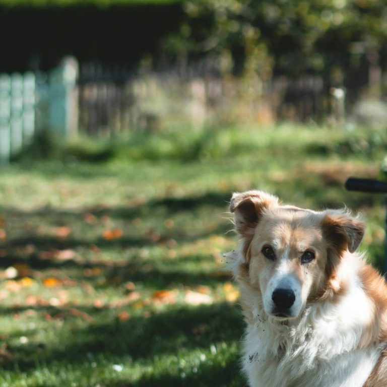 Arsbeck Hundefriseur