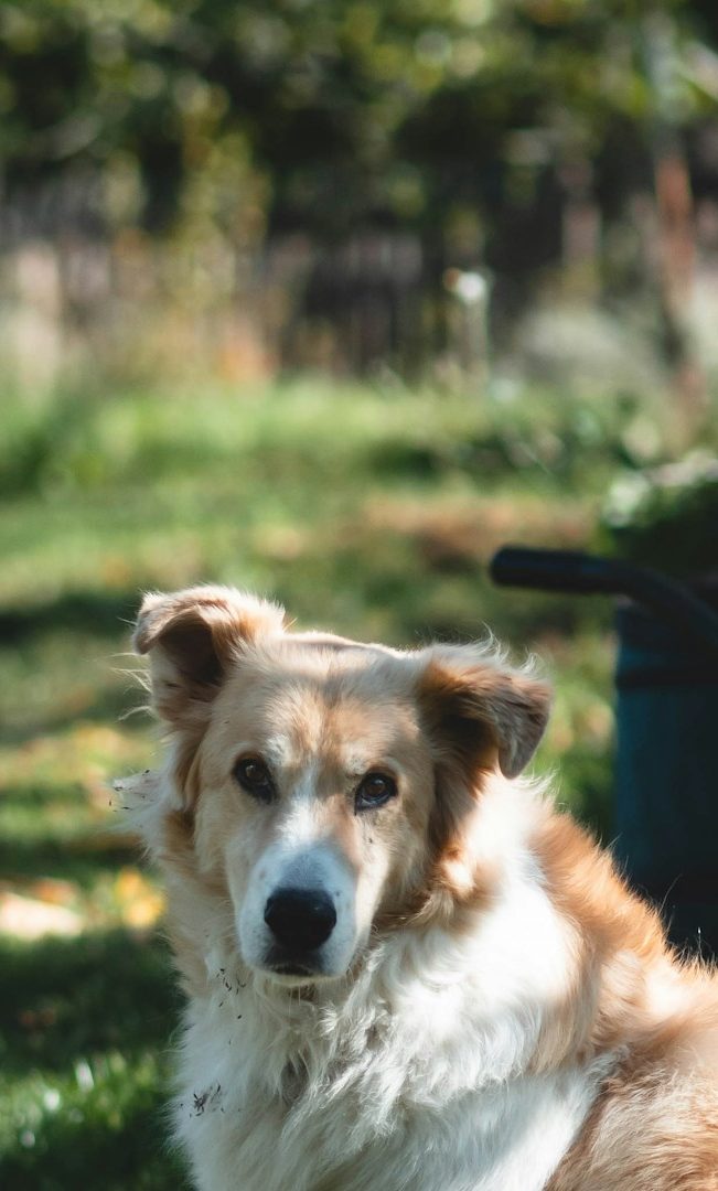 Hundefriseur Wegberg Arsbeck