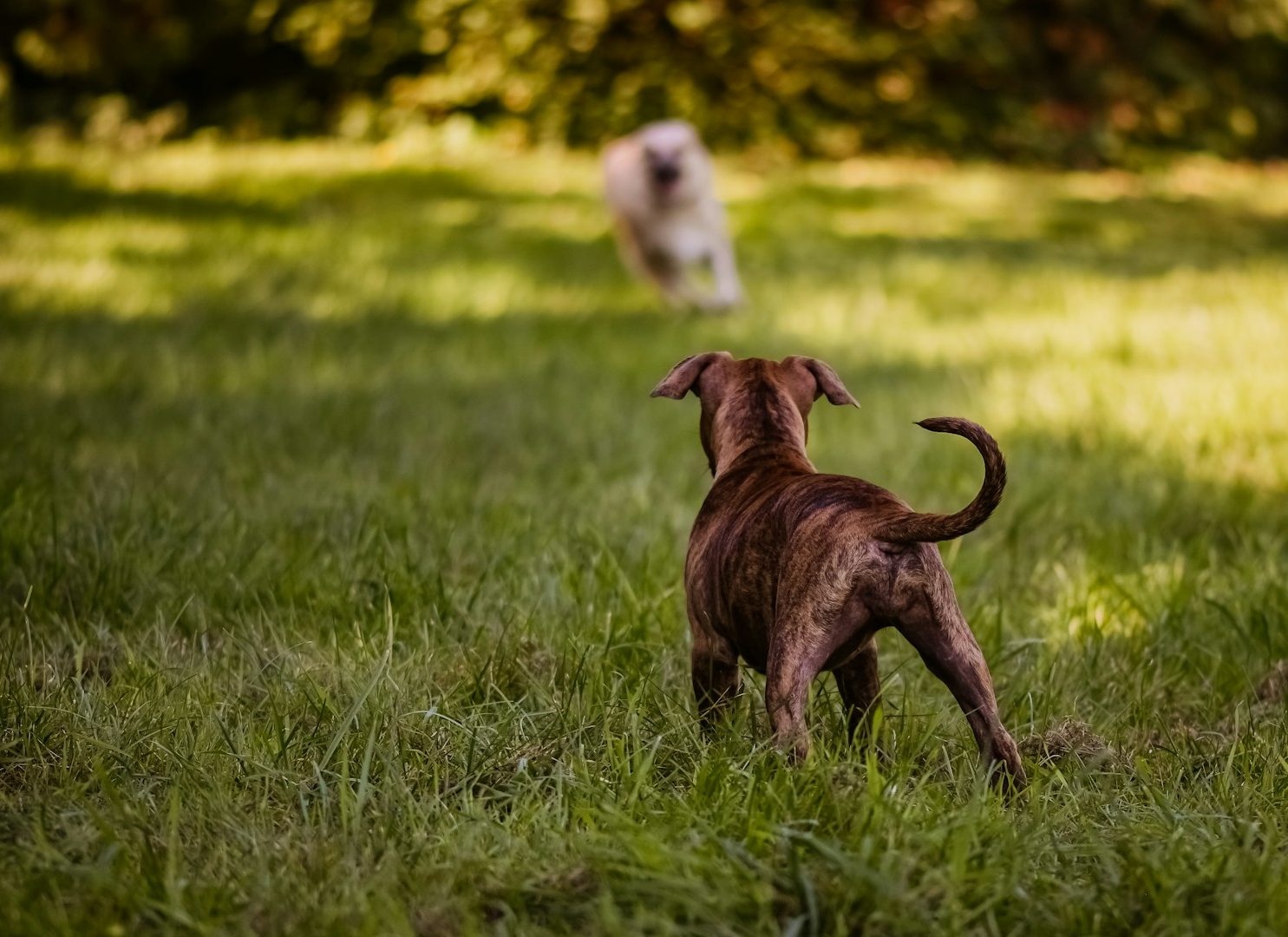Hundefriseur Wegberg